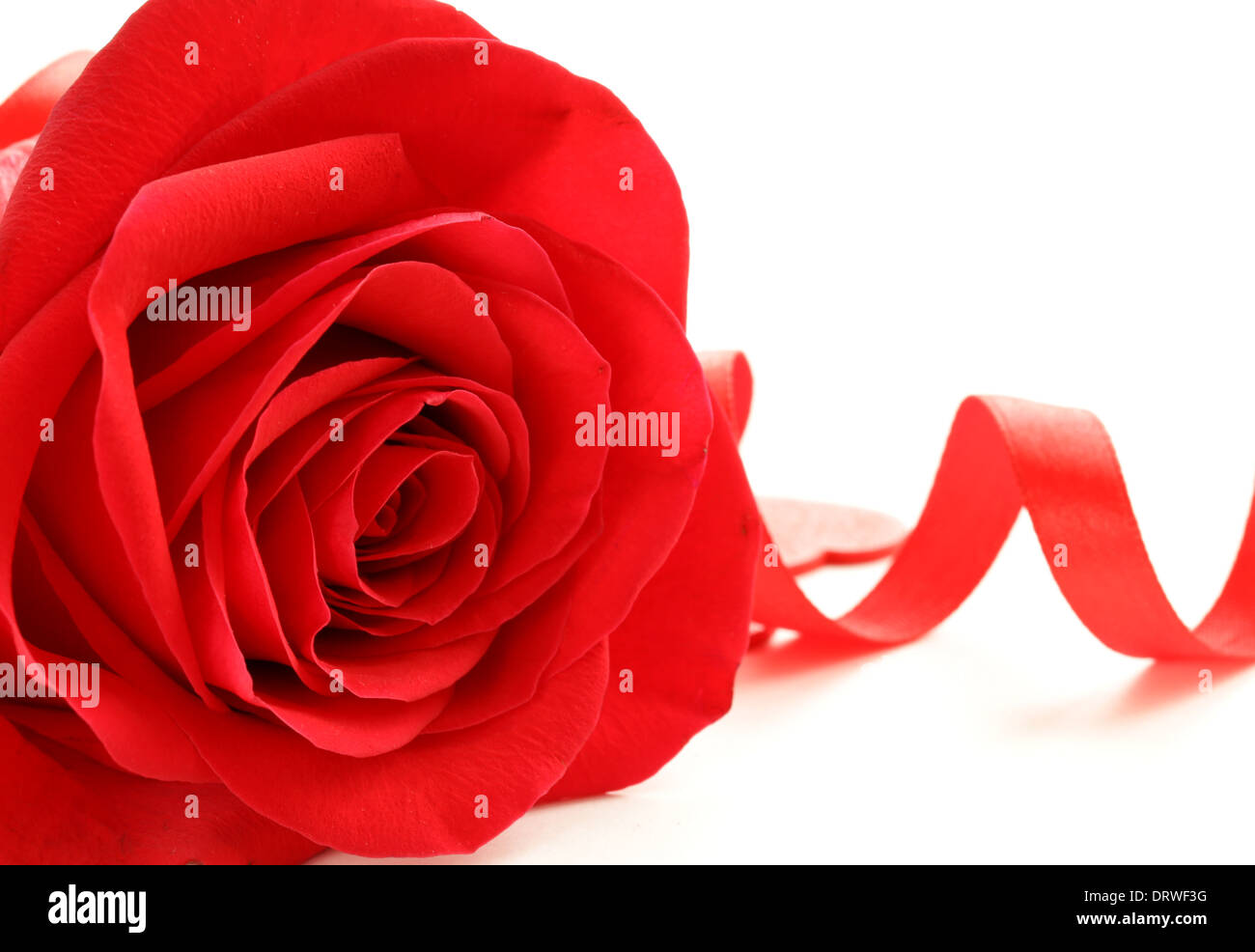 red beautiful rose with a festive ribbon on white background Stock ...
