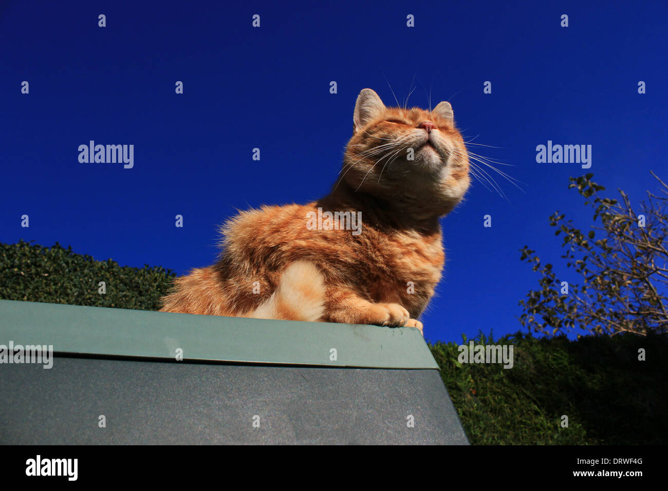 Ginger cat sunbathing Stock Photo Alamy