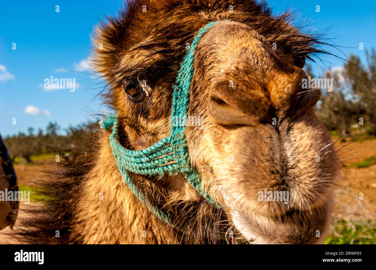 Close up of camel's head looking straight at camera Stock Photo