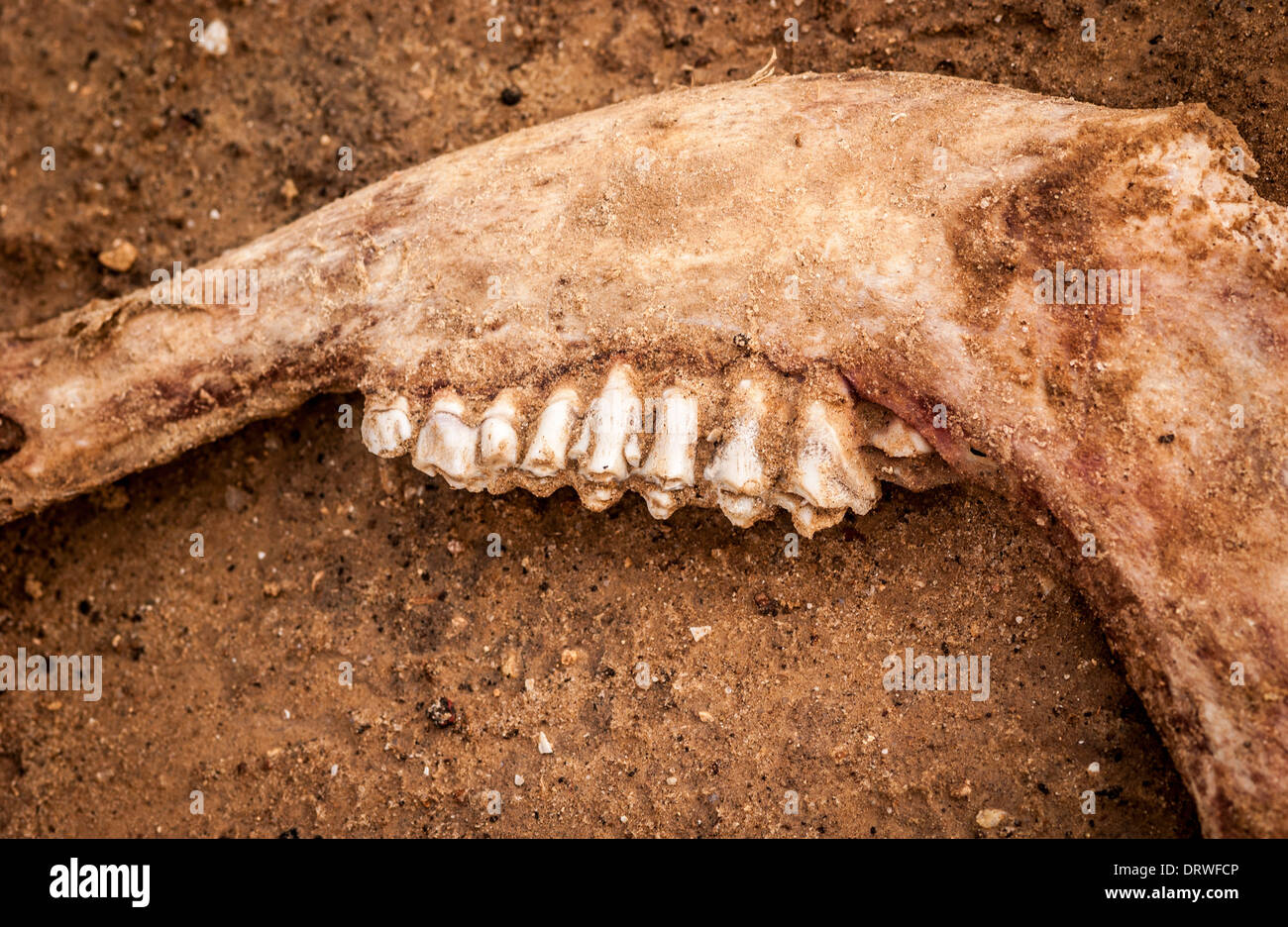 Cow jaw bone hi-res stock photography and images - Alamy Cow jaw bone hi-res stock photography and images - Alamy