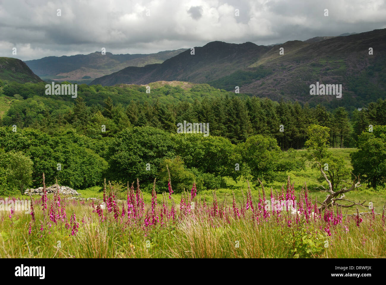 North Wales landscape in Snowdonia National Park, with foxgloves growing in the foreground Stock Photo