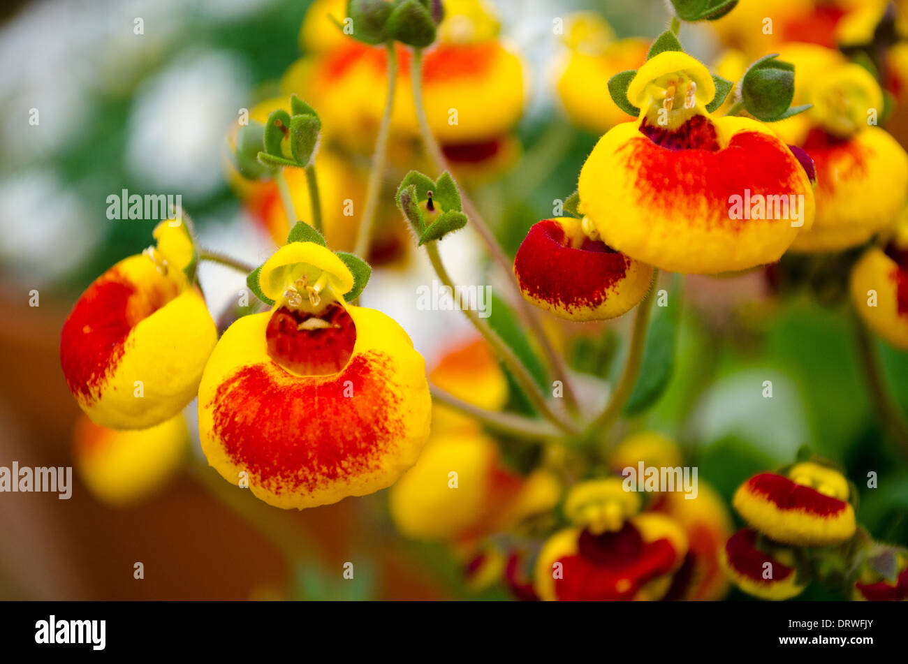 Calceolaria flowers Stock Photo