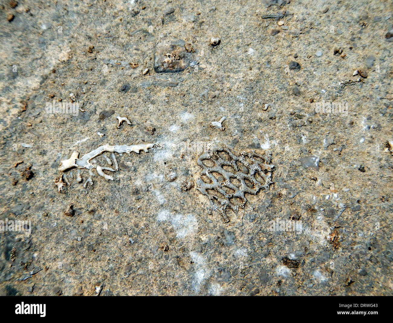 Fossilized Coral McKittredge Canyon Guadalupe Mountains National Park