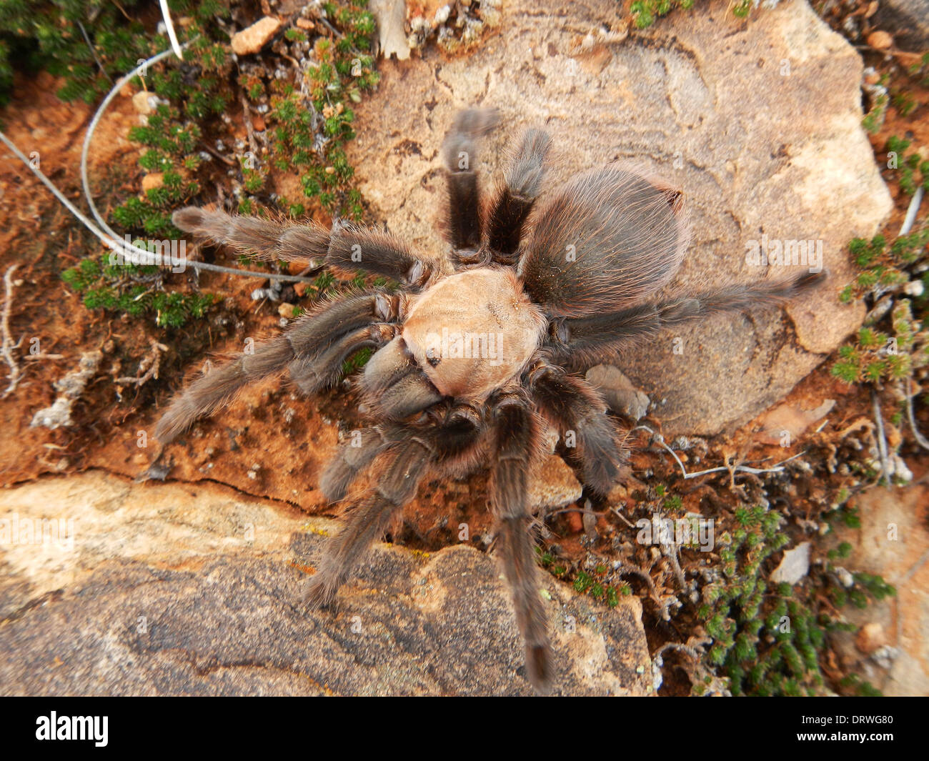 Desert Blonde Tarantula Aphonopelma chalcodes Santa Rosa State Park New