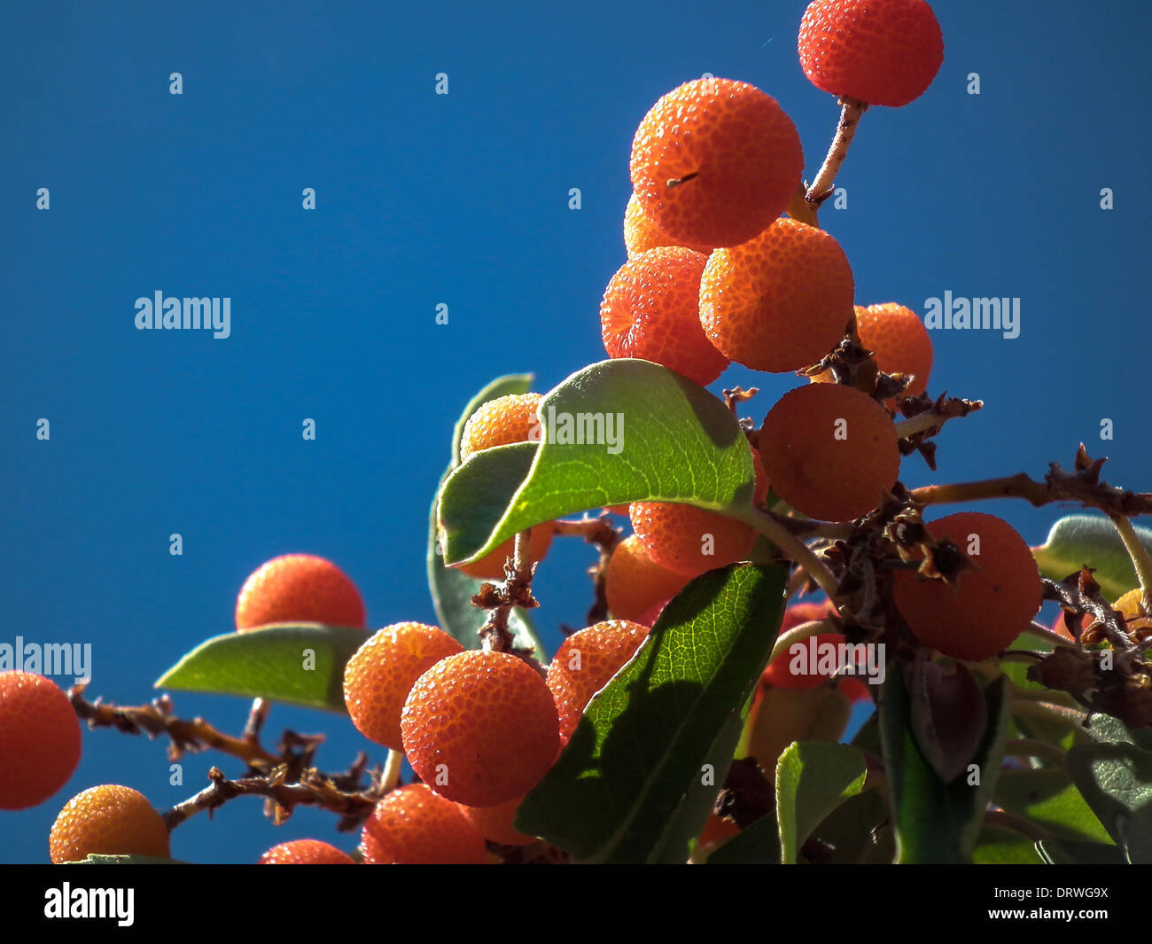 Texas Madrone Arbutus xalapensis Guadalupe Mountains National Park