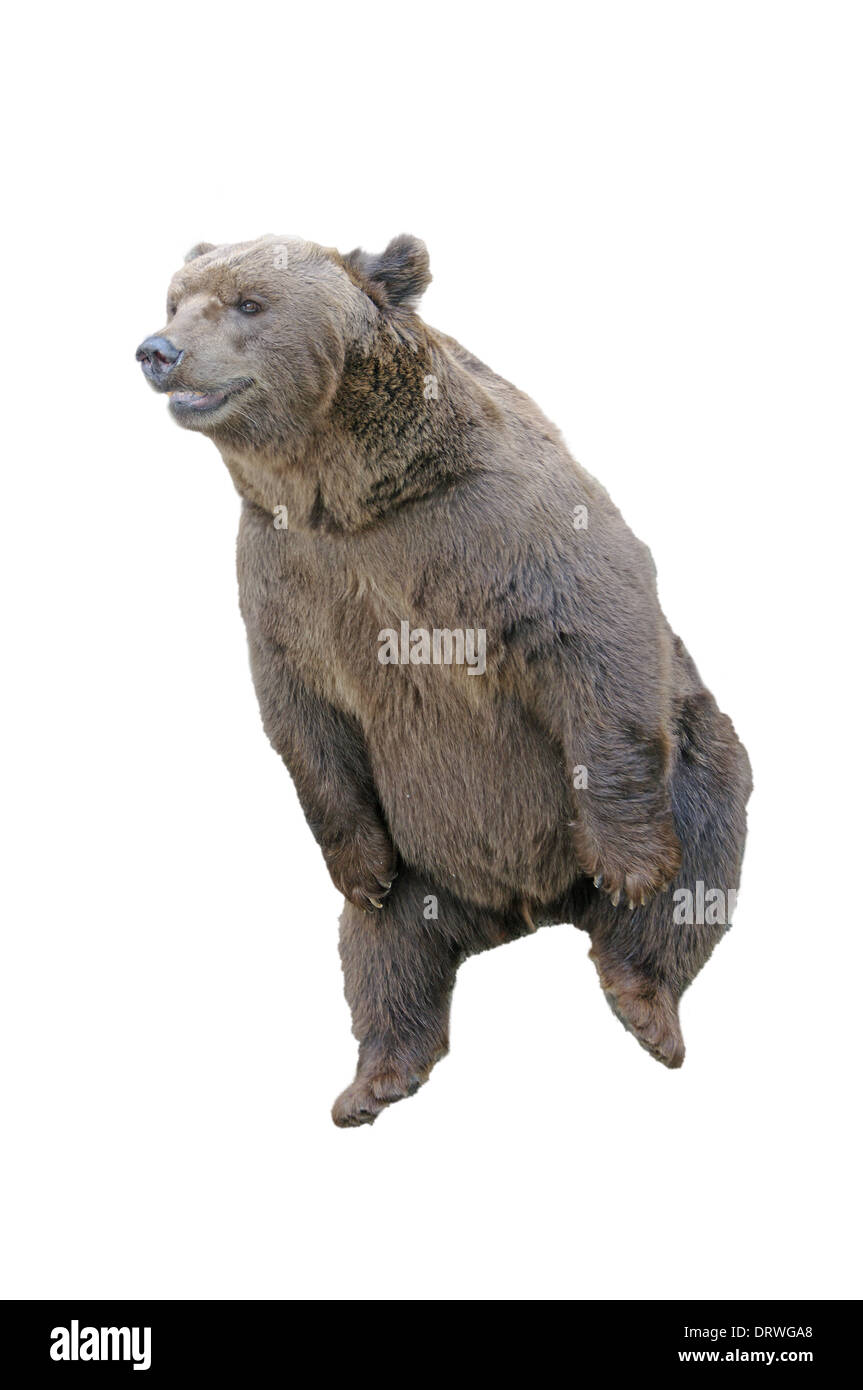 Brown Bear, sitting in front of white background Stock Photo