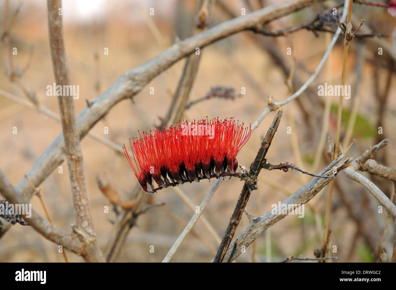 Toothbrush tree (Salvadora persica). Close up of flower. Stock Photo