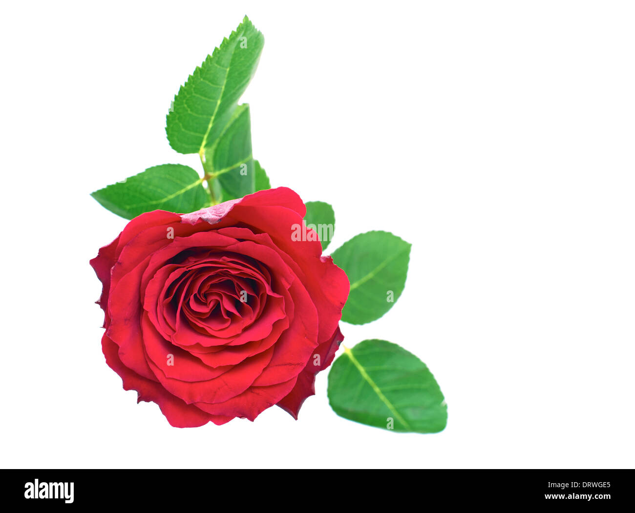 A closeup of Red rose on a white background Stock Photo - Alamy