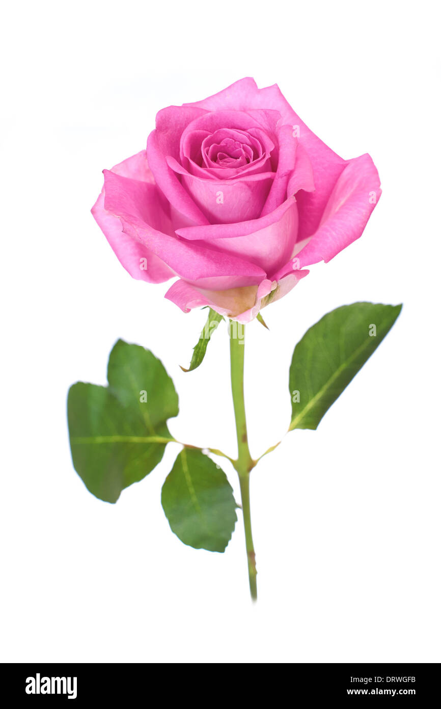Love pink roses hi-res stock photography and images - Alamy