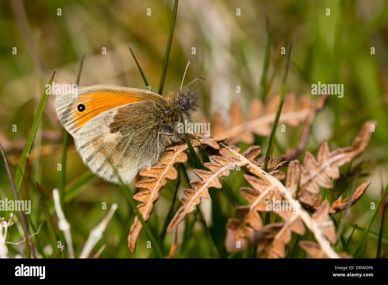 Male Small Heath butterfly, Coenonympha pamphilus Stock Photo