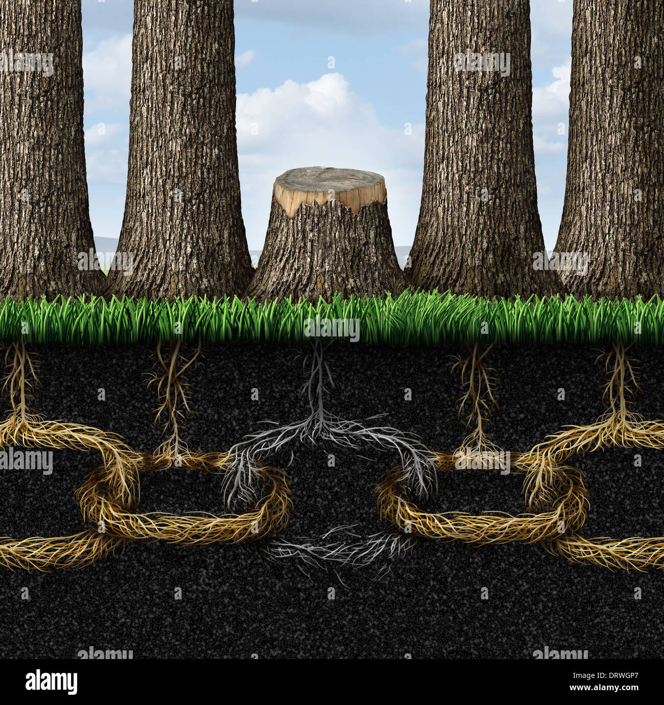 Broken chain business concept with a group of trees and roots shaped as