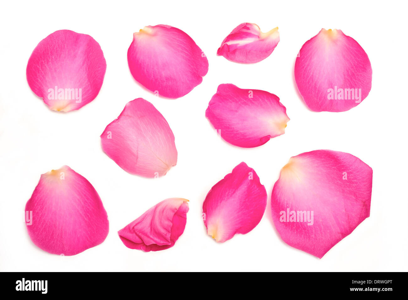 A collection of pink rose petals on a white background Stock Photo - Alamy