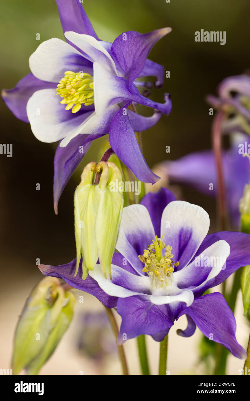 Hybrid Aquilegia 'Winky Blue and White' in a private garden in Plymouth Stock Photo