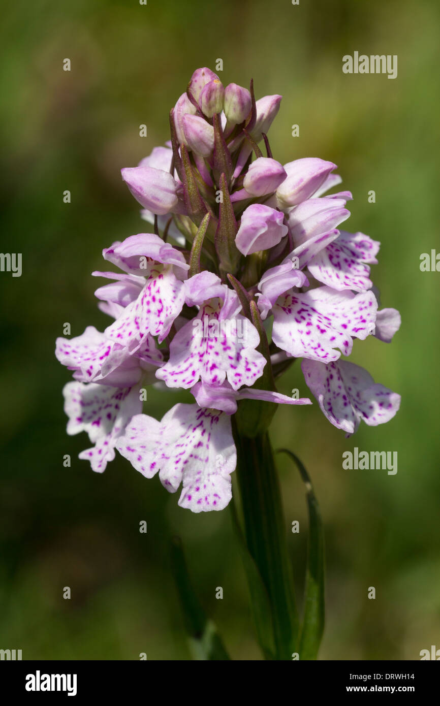Heath spotted orchid, Dactylorhiza maculata, on Roborough Down, Dartmoor Stock Photo