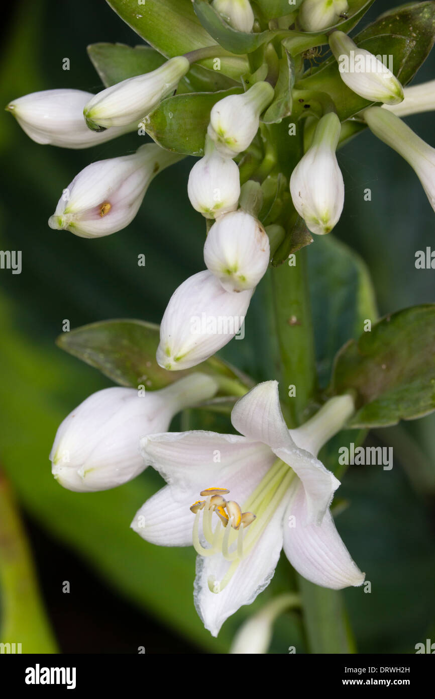 Lily like flowers of Hosta 'Frances Williams' in a private garden in Plymouth Stock Photo