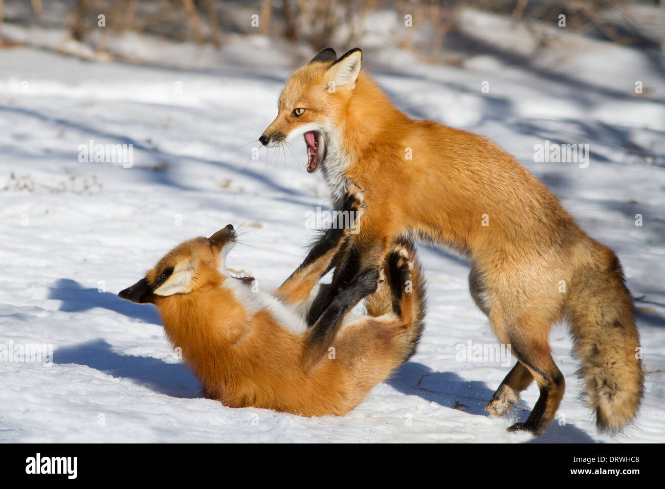 Two male red fox fighting in winter Stock Photo - Alamy