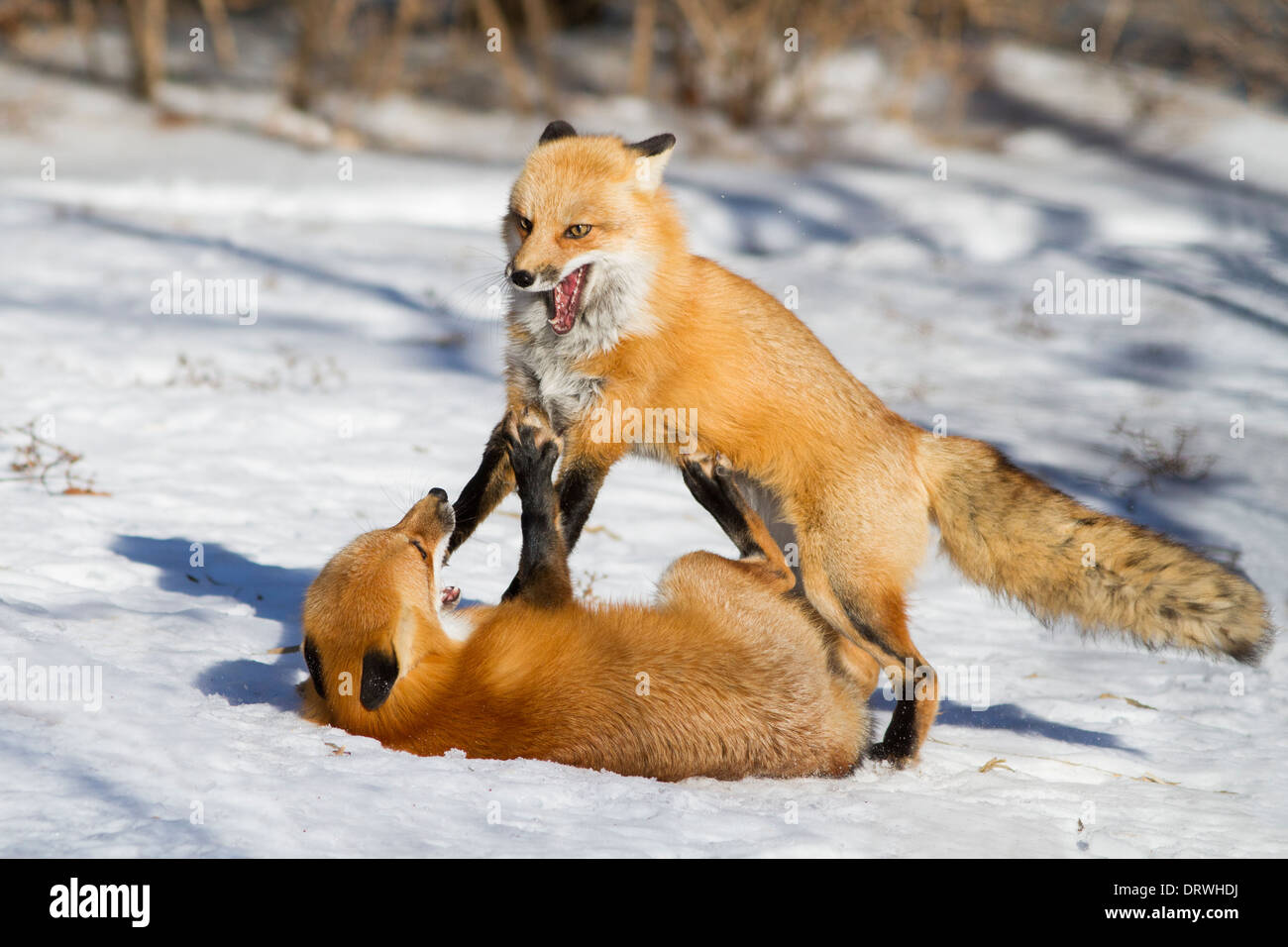 Two Male Red Fox Fighting In The Snow During The Mating Period Wild