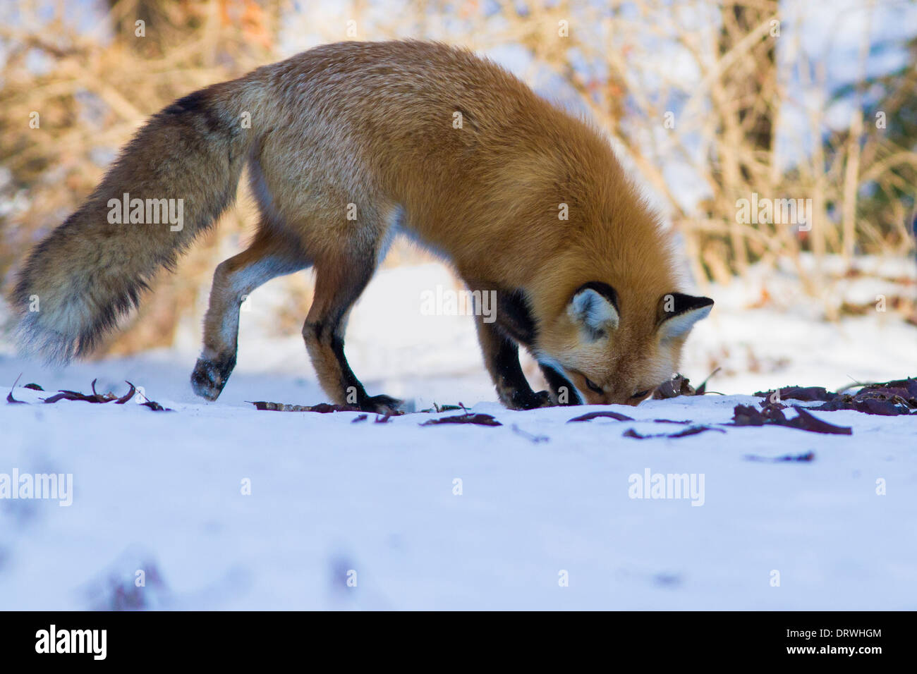 A wild red fox hunting mice in winter Stock Photo Alamy