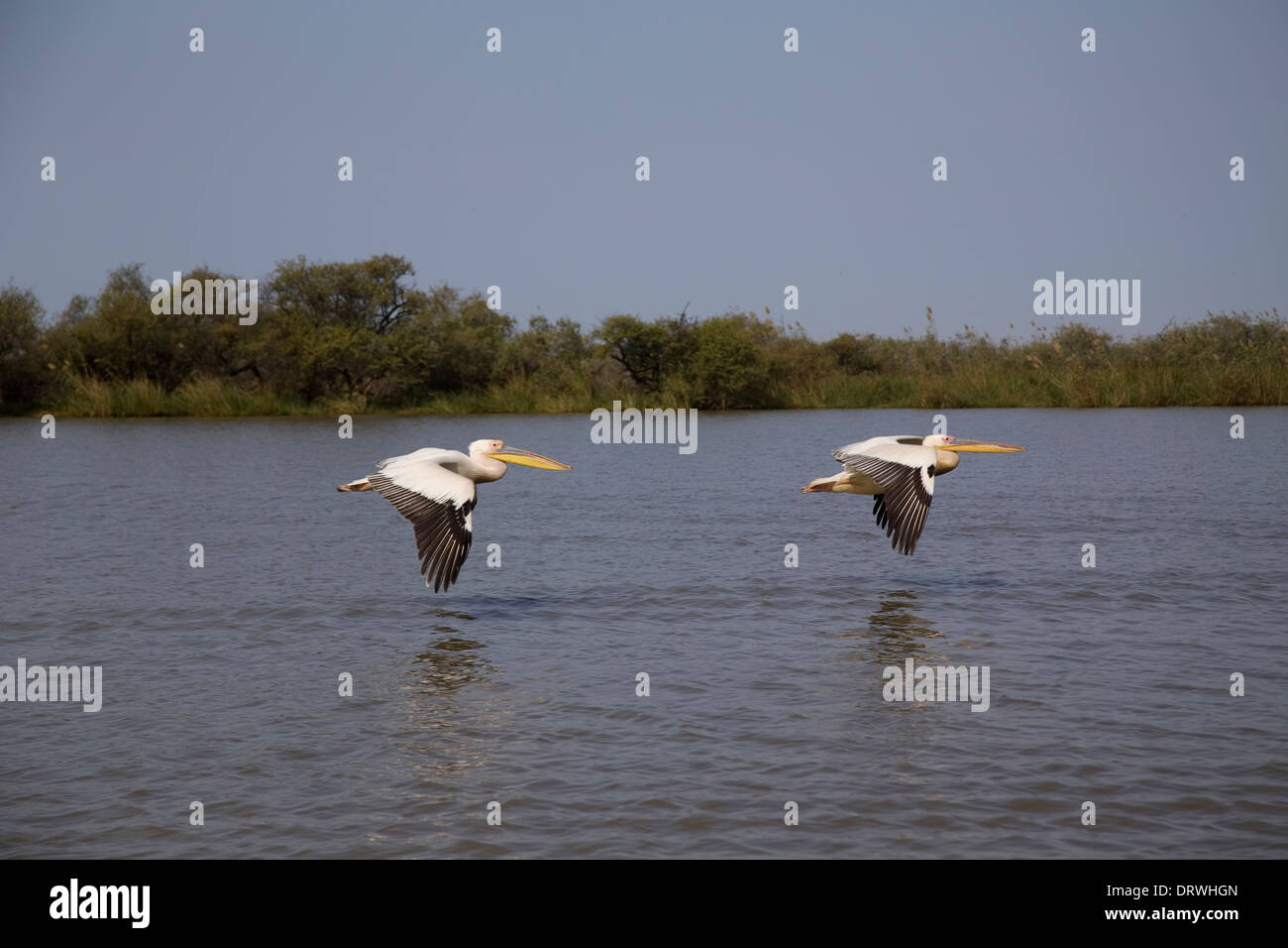 Pelicans, Birds, National Park, Djoudj, Senegal, Africa, Sun, Sky, slight, beauty, nature Stock Photo