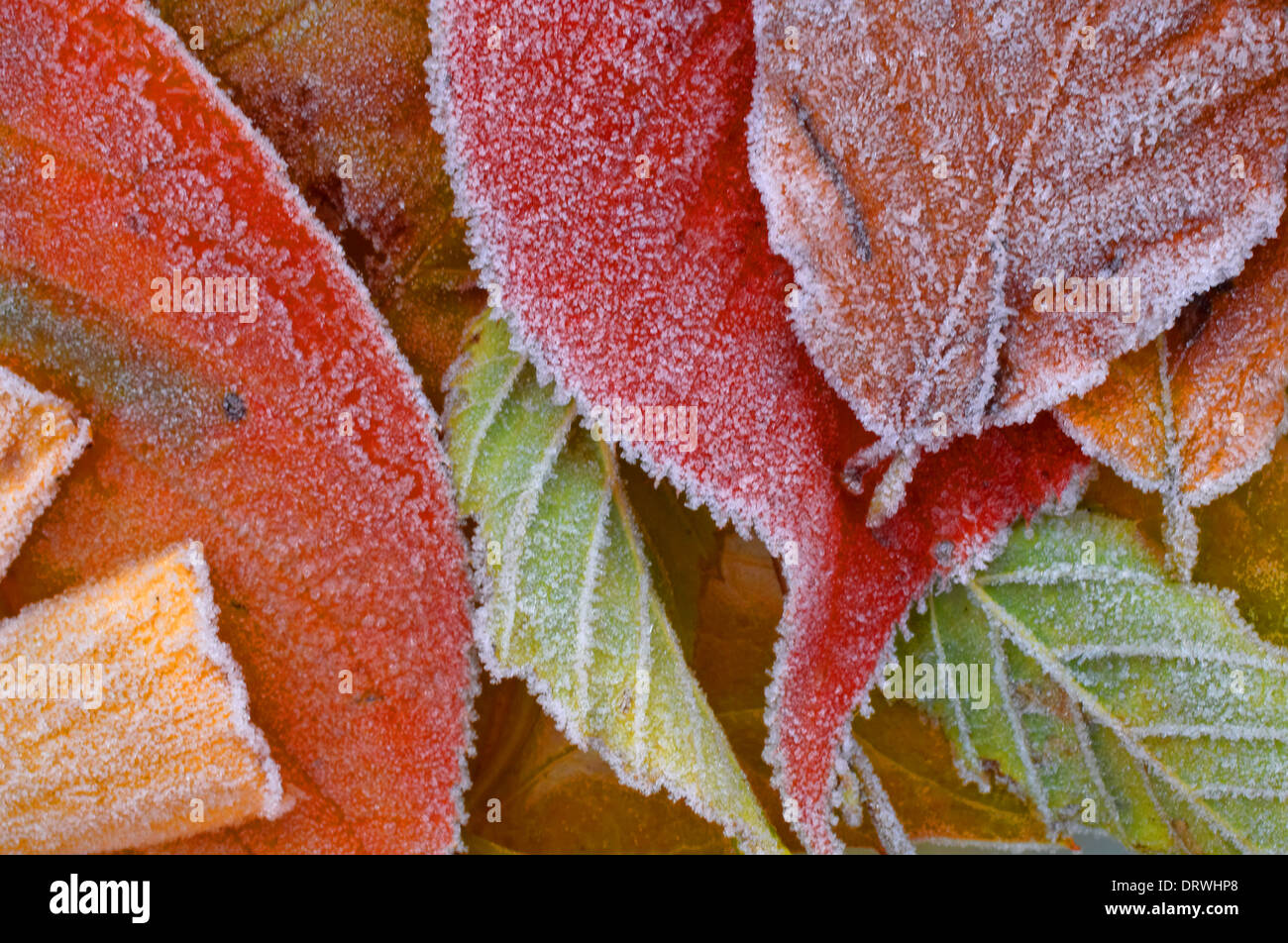Abstract image of Autumnal leaves with a covering of frost Stock Photo