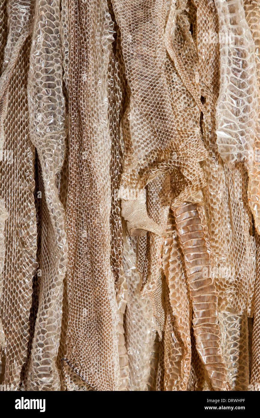 snake skin collection for use as background Stock Photo