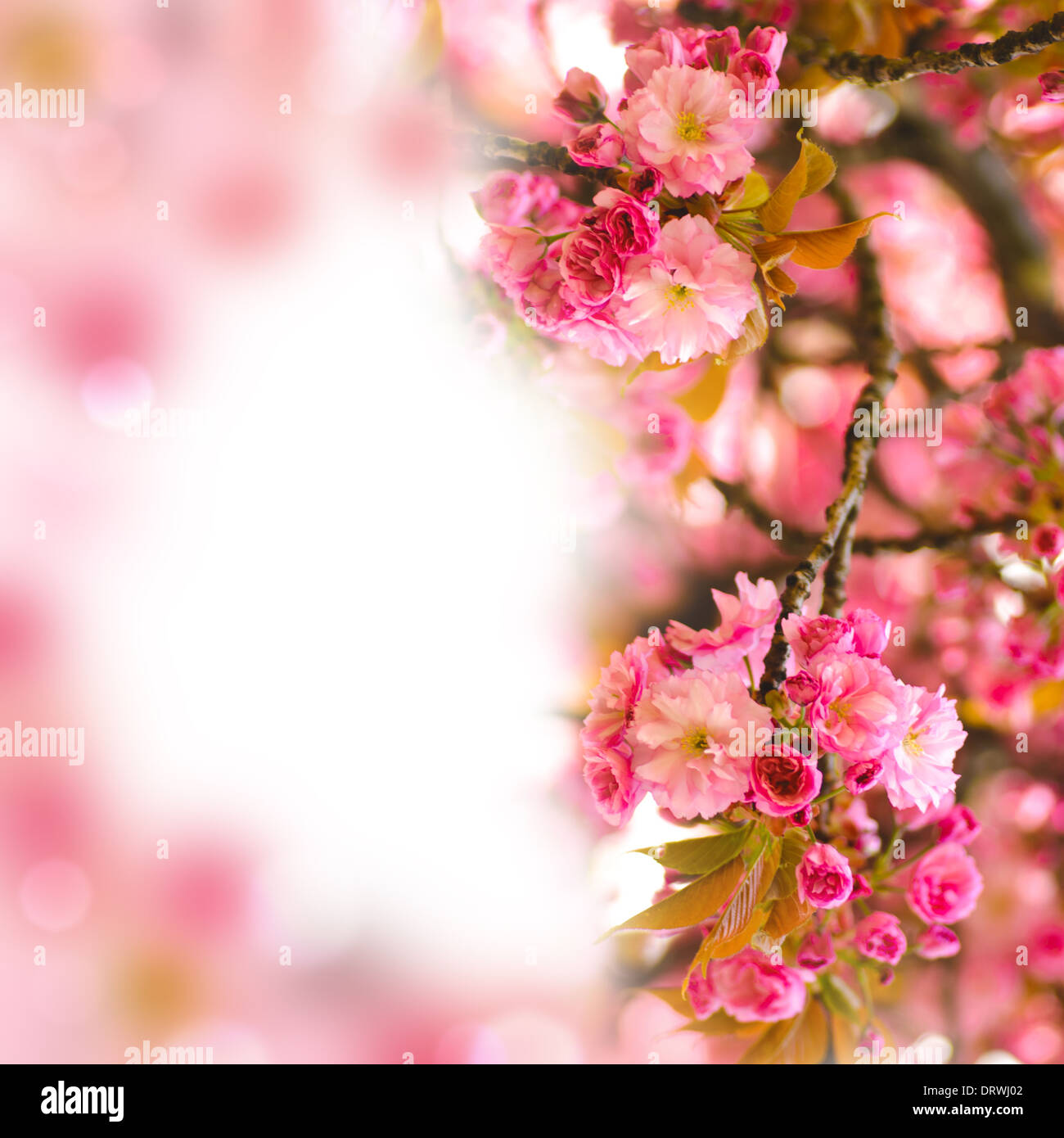 Sakura blooming tree in spring. Shallow DOF Stock Photo