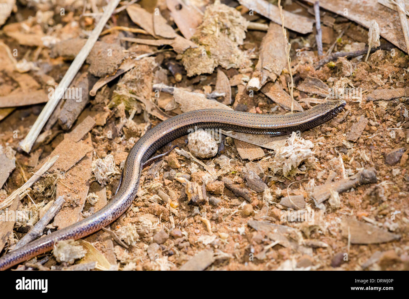 Legless lizard hires stock photography and images Alamy