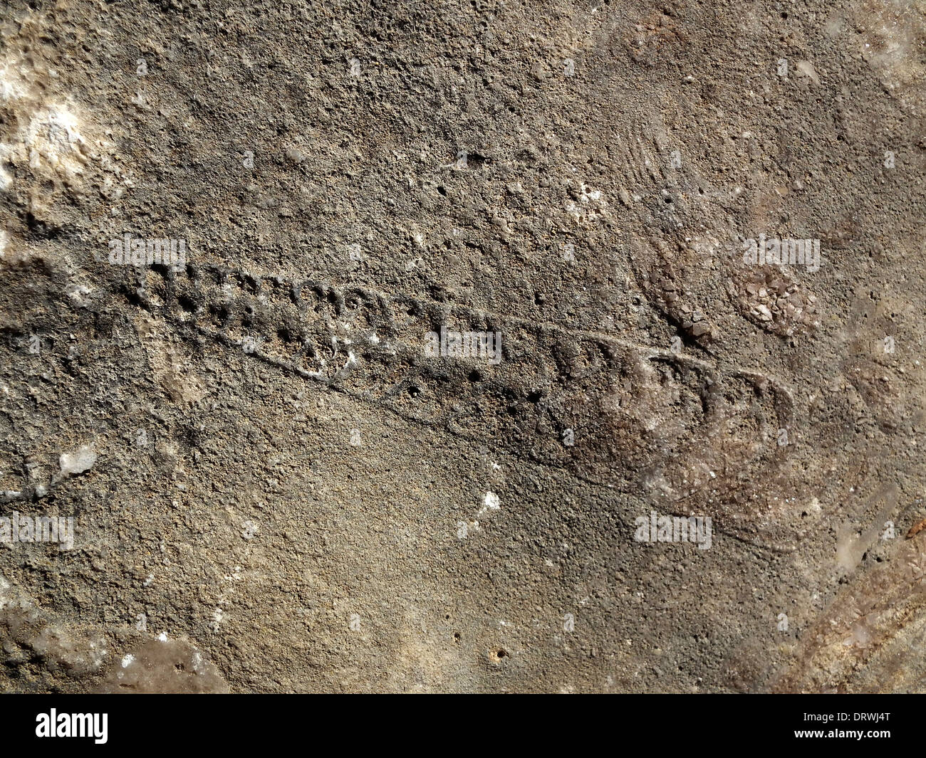 Gastropod Fossils Canyon Rim Trail Seminole Canyon State Park Texas USA Stock Photo