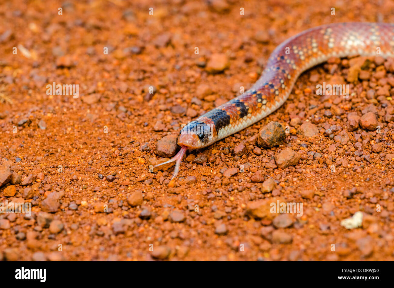 Australian coral snake Brachyurophis australis Stock Photo Alamy