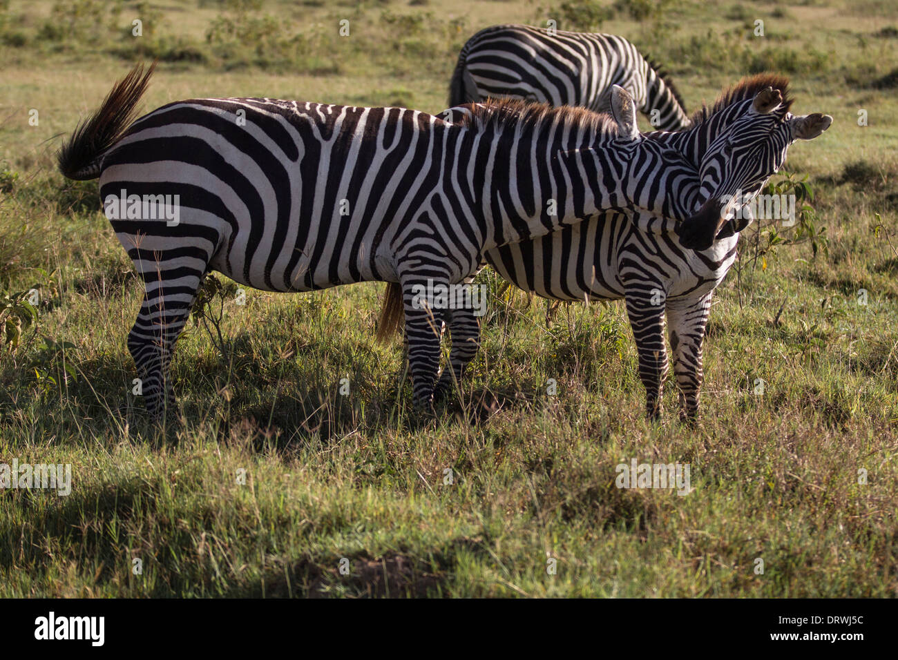 Zebras having fun, playing and pushing each other in the sunshine in