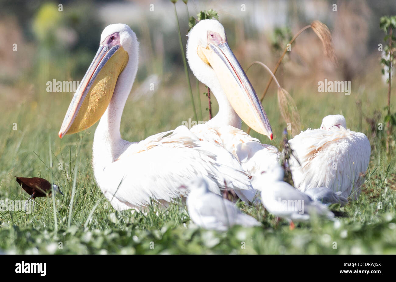 Great White Pelicans basking on the shore of Lake Naivasha Game Sanctuary, Kenya, Africa Stock Photo