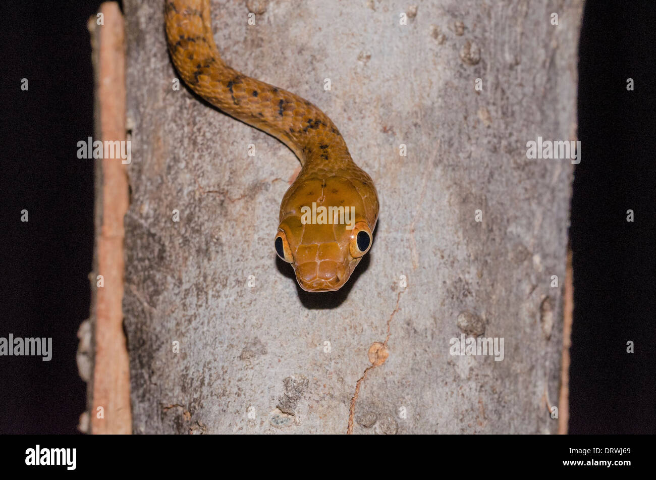 brown tree snake Boiga irregularis Stock Photo