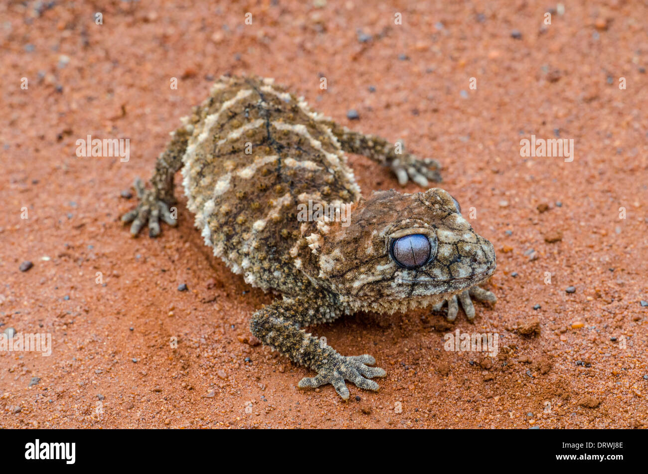 Prickly Knob-tailed gecko Nephrurus asper Stock Photo