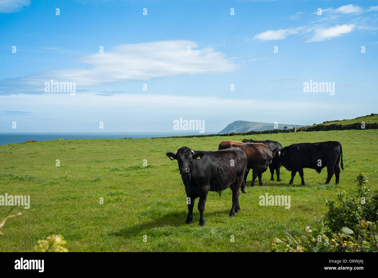Cows grass field hi-res stock photography and images - Alamy