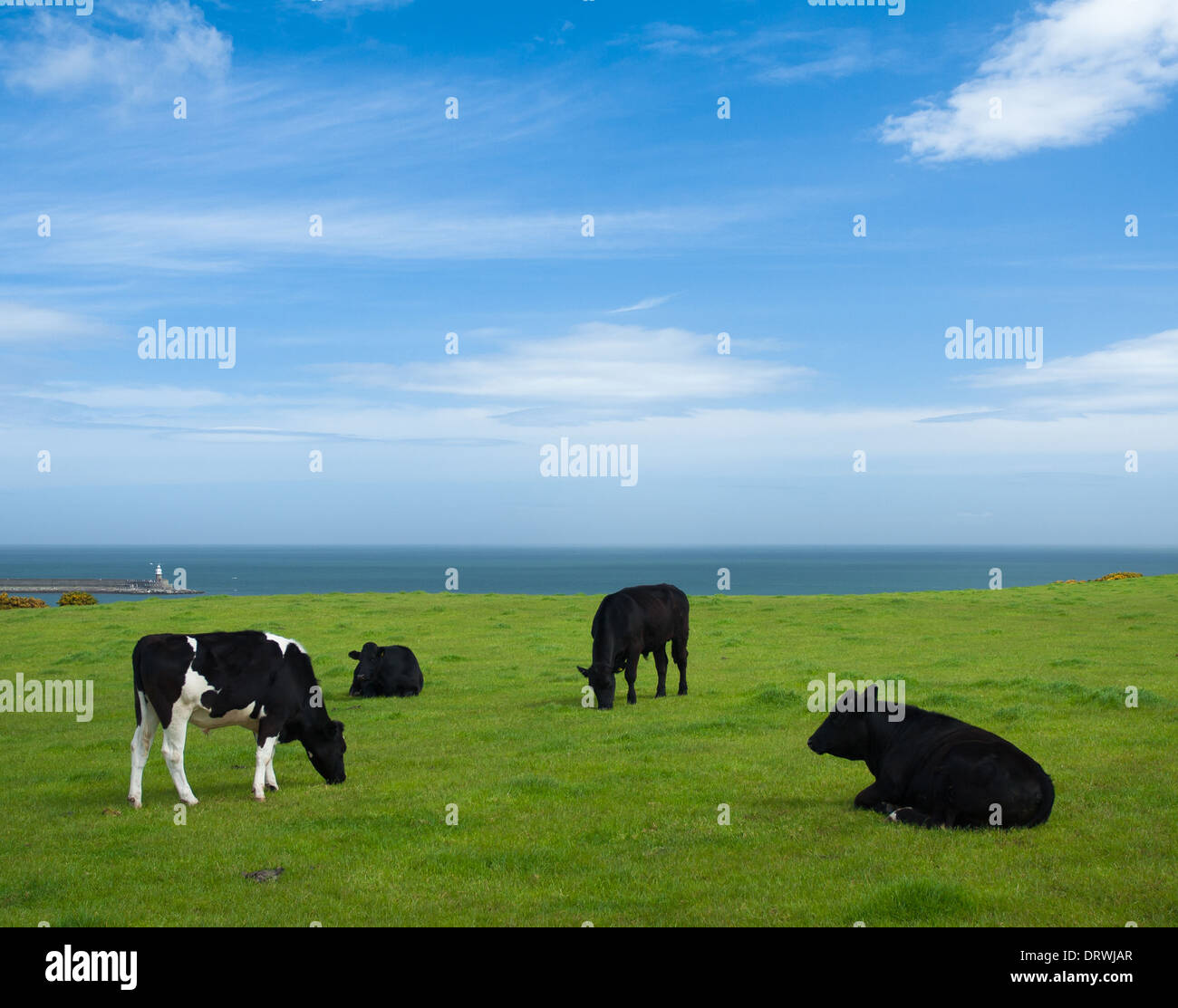 Cattle cows grazing in green hi-res stock photography and images - Alamy