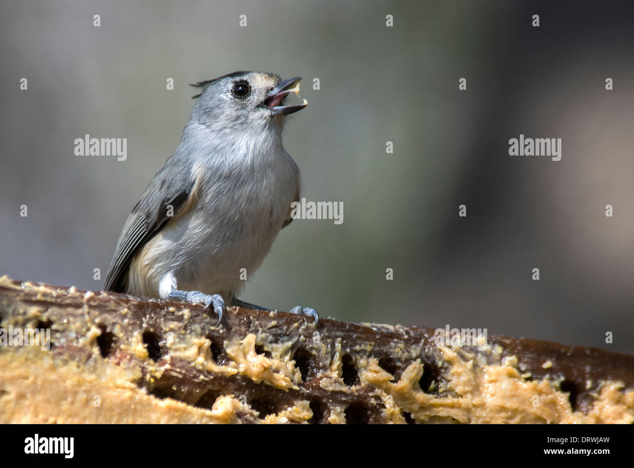 Black-crested Titmouse Baeolophus atricristatus Davis Mountains State Park Texas USA Stock Photo