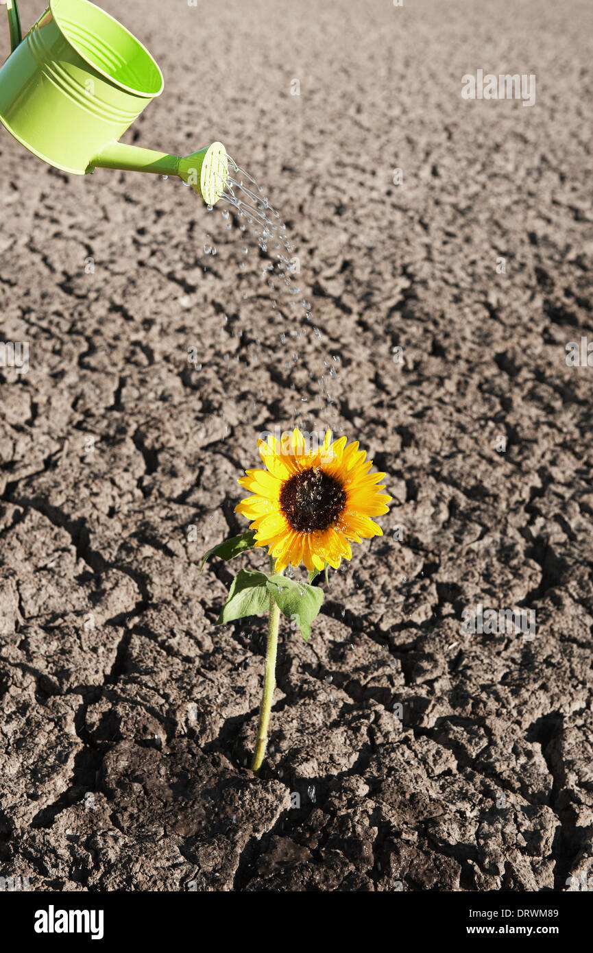 dry soil of a barren land with single growing plant and watering can