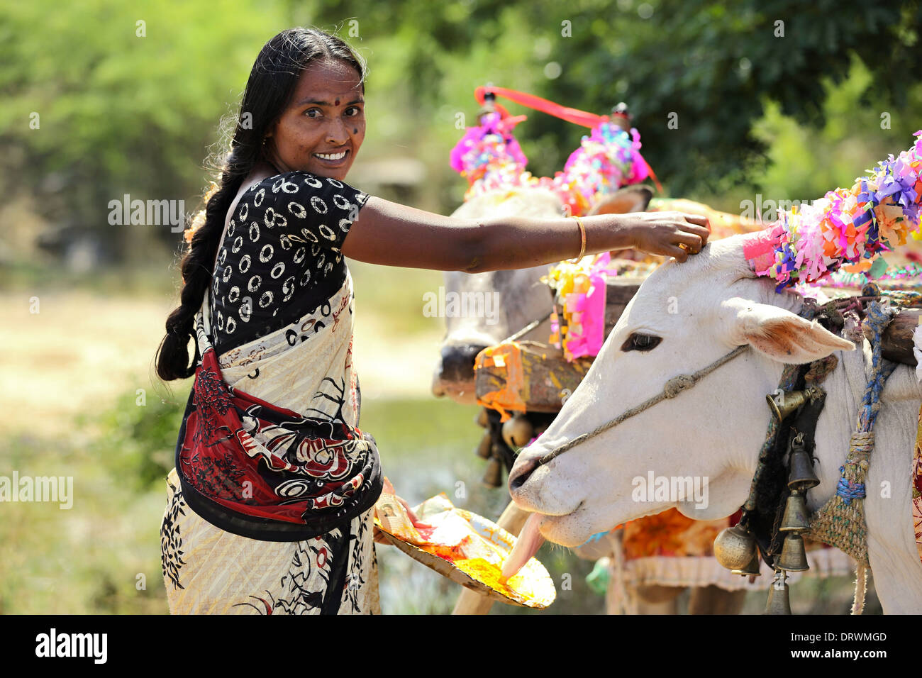 Indian ceremony dedicated to Devi - preparation of the statue of Devi with blessing of the zebus of the bullock cart South india Stock Photo