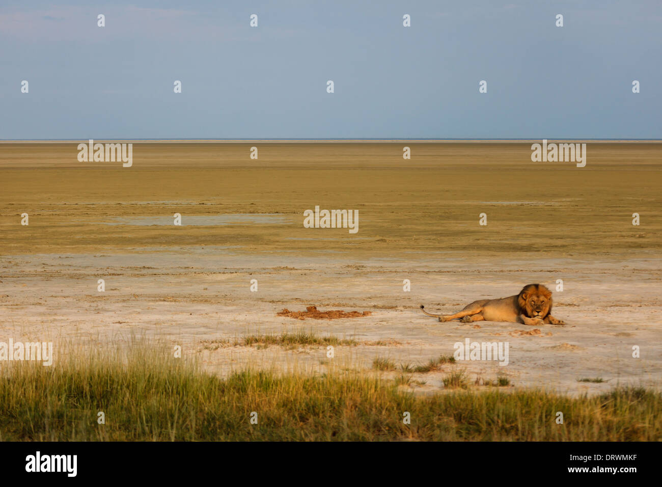 Majestic male lion laying down in desert near watering hole Stock Photo
