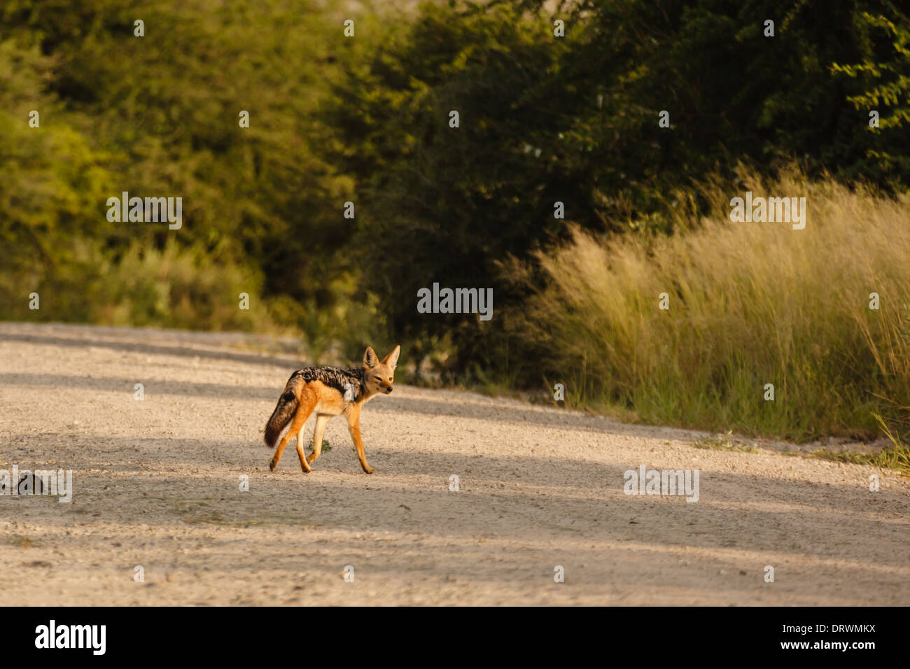 Cape fox pauses while crossing road in savannah in Botswana Stock Photo