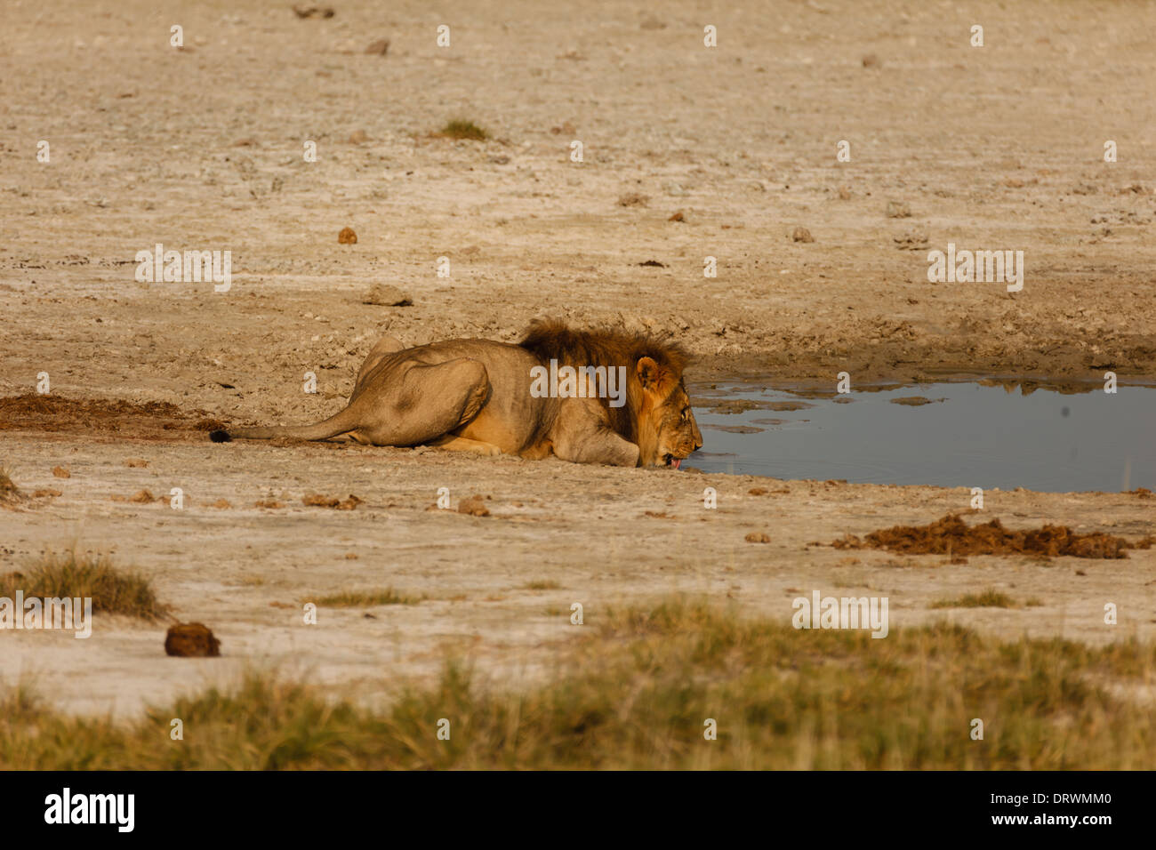 Lion laying down hires stock photography and images Alamy