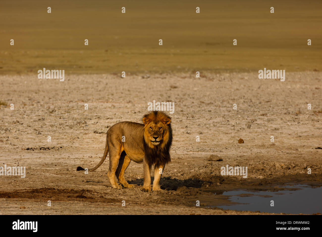 Male lion stands next to watering hole alert to actions of photographer taking picture Stock Photo