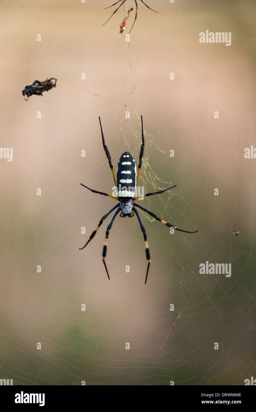 black and white spider with yellow banded legs on the invisible web next to  the prey it has already captured Stock Photo - Alamy