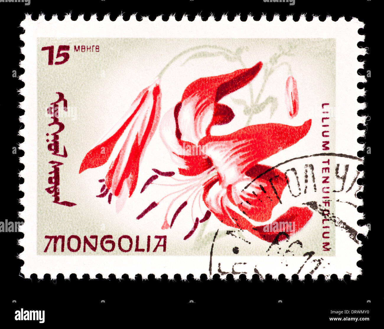 Postage stamp from Mongolia depicting the flower of a native Mongolian lily (Lillium tenuifolium). Stock Photo