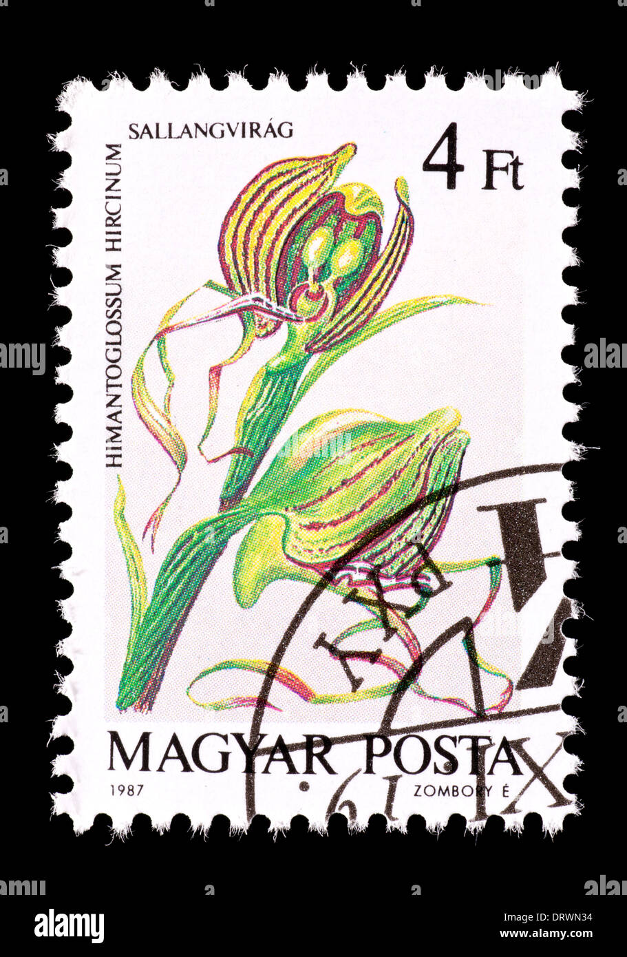 Postage stamp from Hungary depicting a lizard orchid (Himantoglossum ...