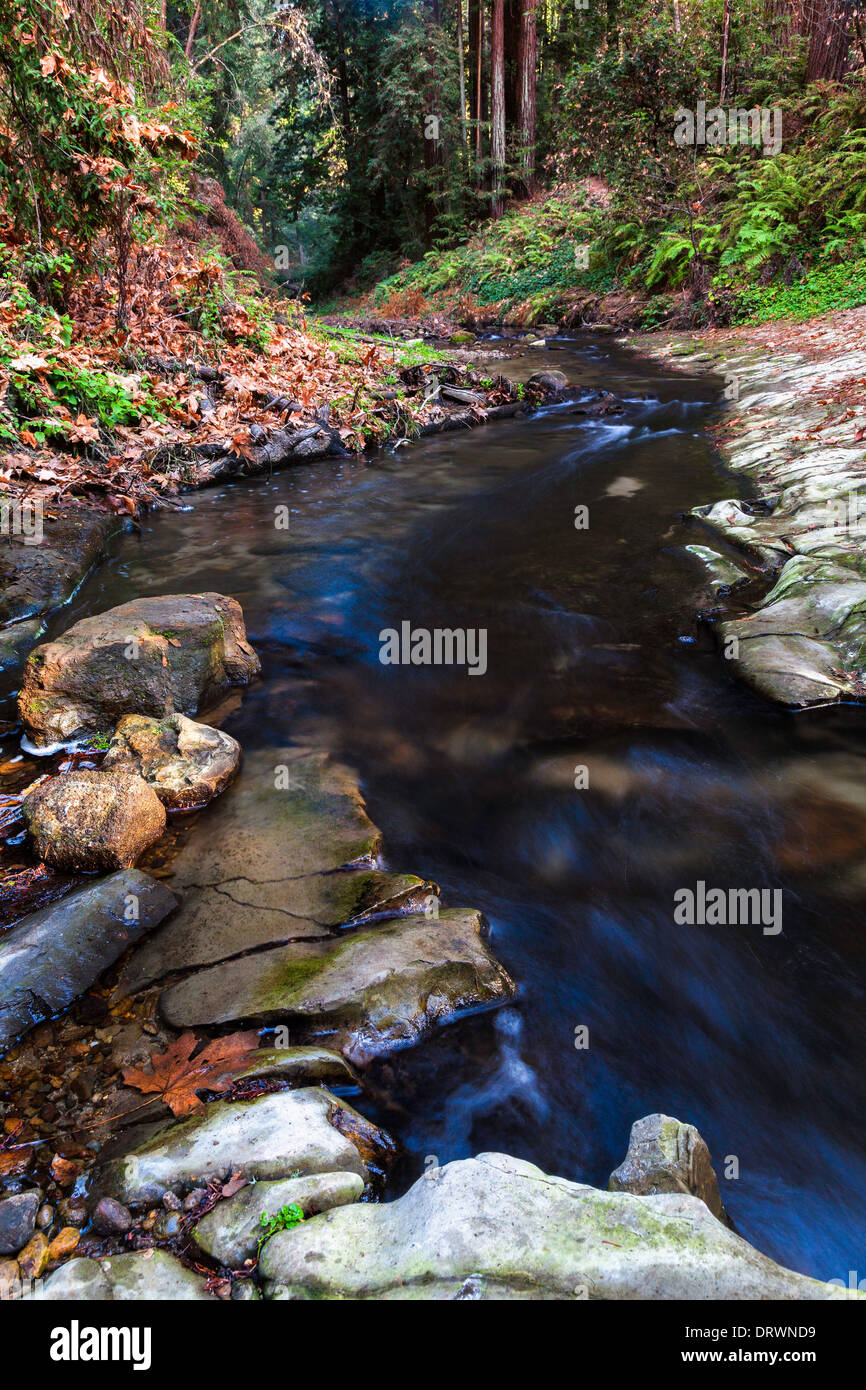 Forest Stream Stock Photo