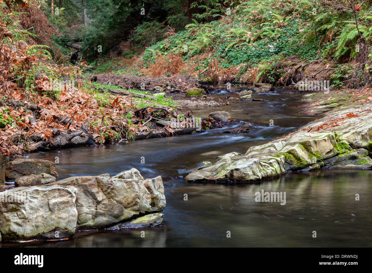 Winding Forest Stream Stock Photo