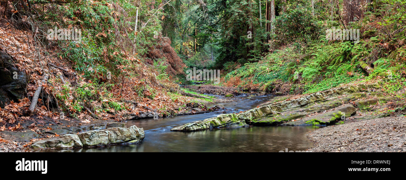 Forest Stream Panorama Stock Photo