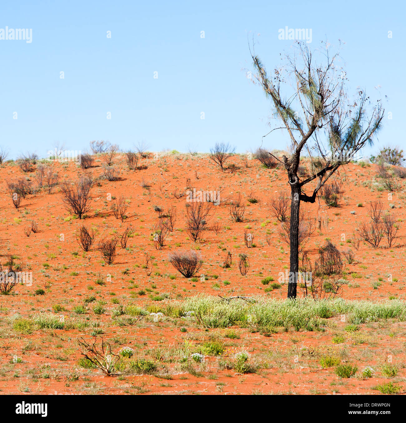 Tree in australian outback Stock Photo