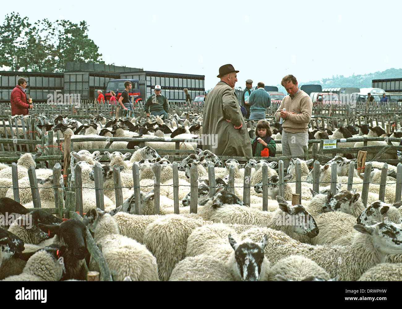 View of Findon Sheep Fair in 1996 when thazel hurdles were still used. Taken place there each summer for several hunded years Stock Photo